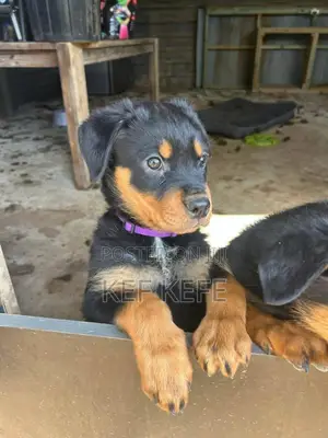1-3 months Female Purebred Rottweiler