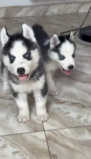 1-3 months Female Purebred Siberian Husky