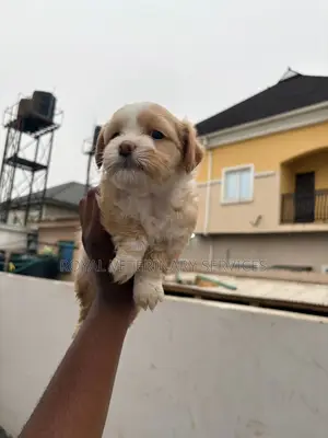 Petcare Services