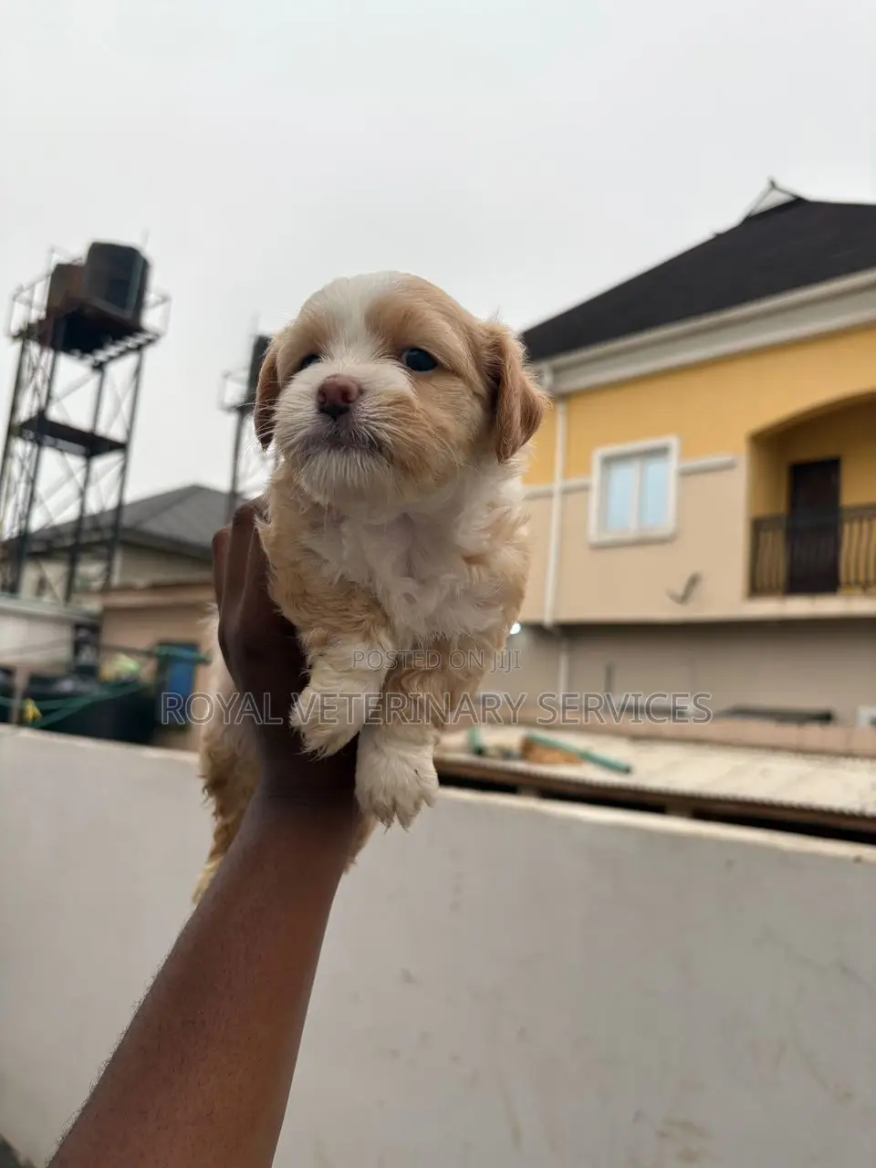 Petcare Services