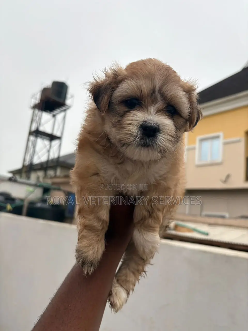 Petcare Services
