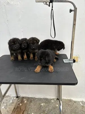 Petcare Services