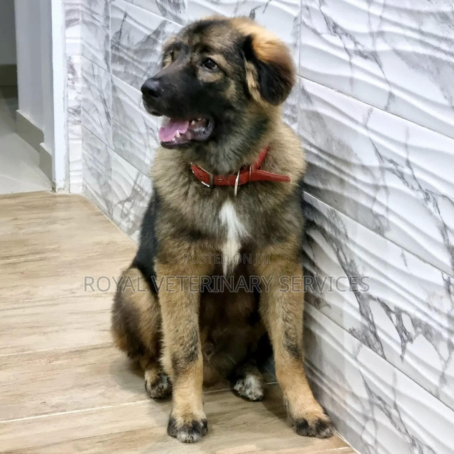 Petcare Services