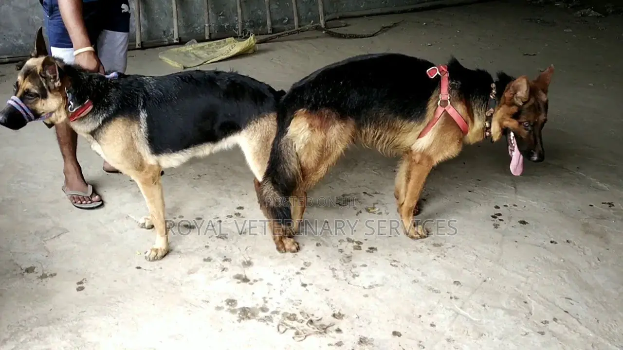 Petcare Services