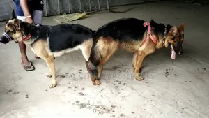 Petcare Services