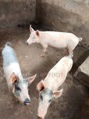 Rabbits and Pigs for Sale.