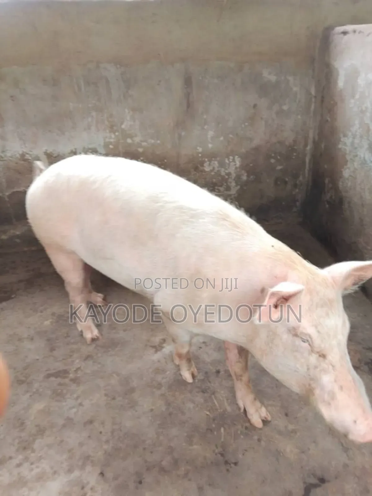 Rabbits and Pigs for Sale.