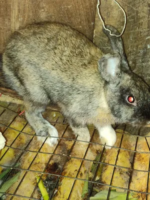 Big Healthy Rabbit for Sale (Premium Quality – Anambra)
