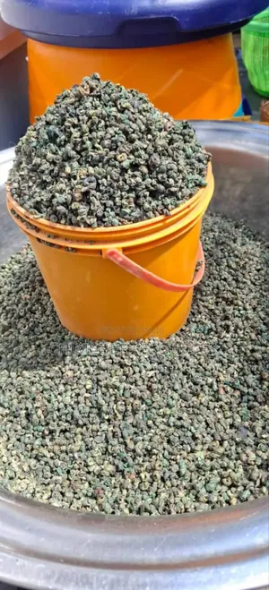 Dehydrated Periwinkles