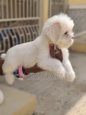 1-3 months Male Purebred Lhasa Apso