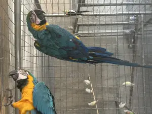 Blue and Gold Maccaw