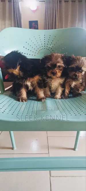 1-3 months Female Purebred Lhasa Apso