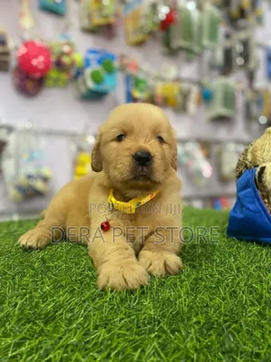 1-3 months Female Purebred Golden Retriever