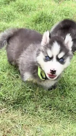 1-3 months Male Mixed Breed Siberian Husky