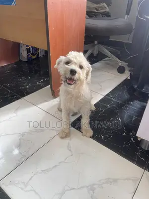 3-6 months Male Purebred Lhasa Apso