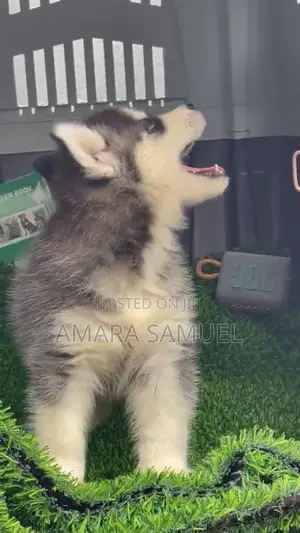 1-3 months Female Mixed Breed Siberian Husky