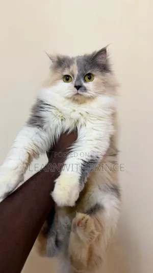 6-12 months Female Purebred Persian
