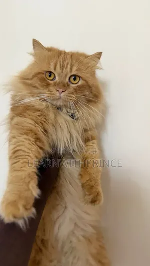6-12 months Male Purebred Persian