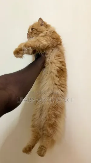 6-12 months Male Purebred Persian