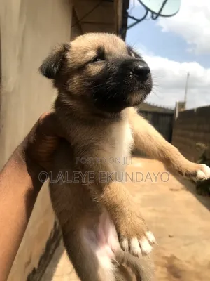 0-1 month Female Purebred German Shepherd