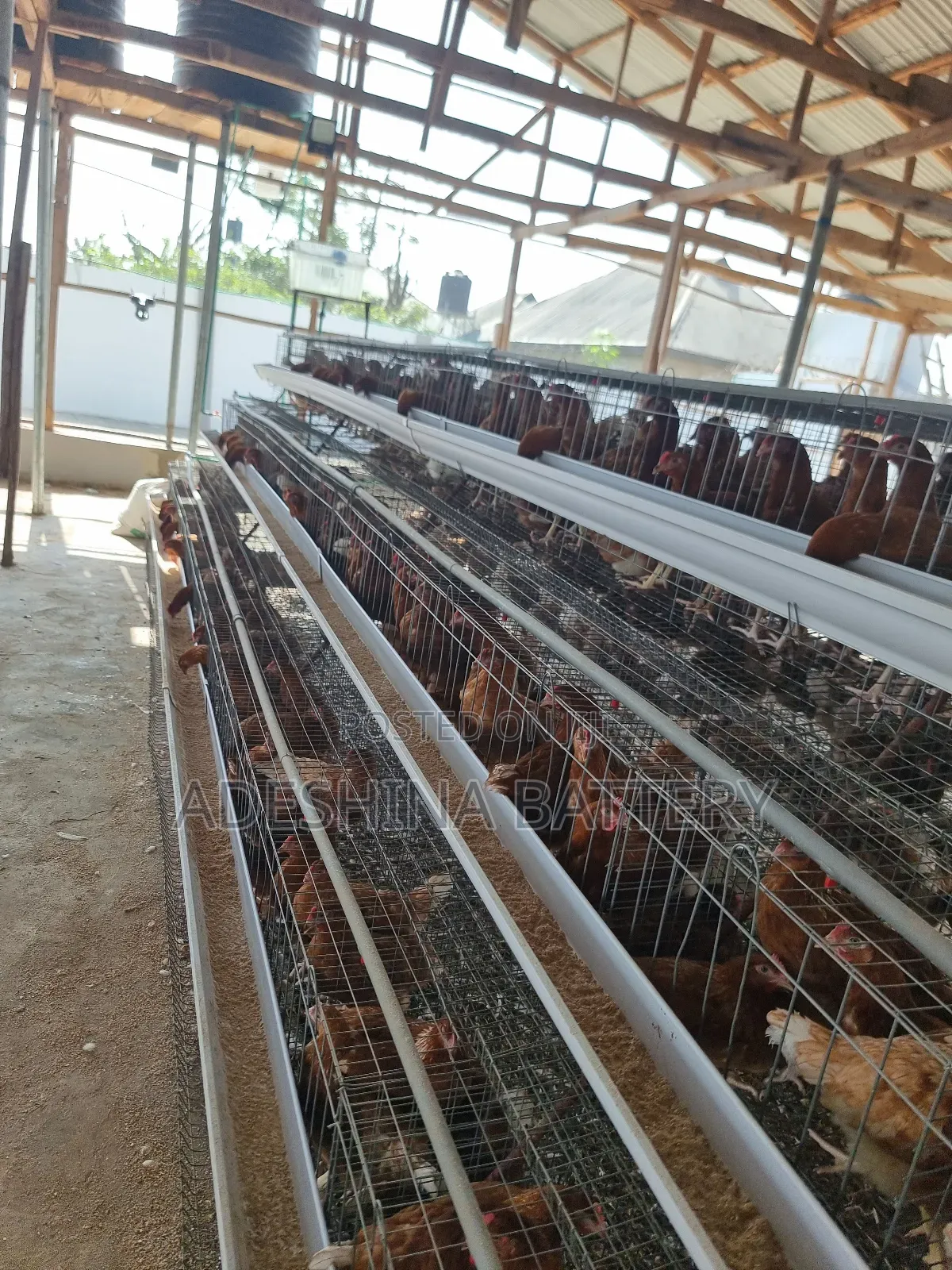 Visual Poultry Cages