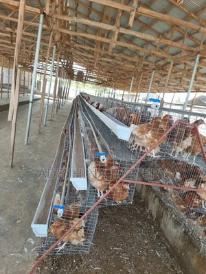 Visual Poultry Cages