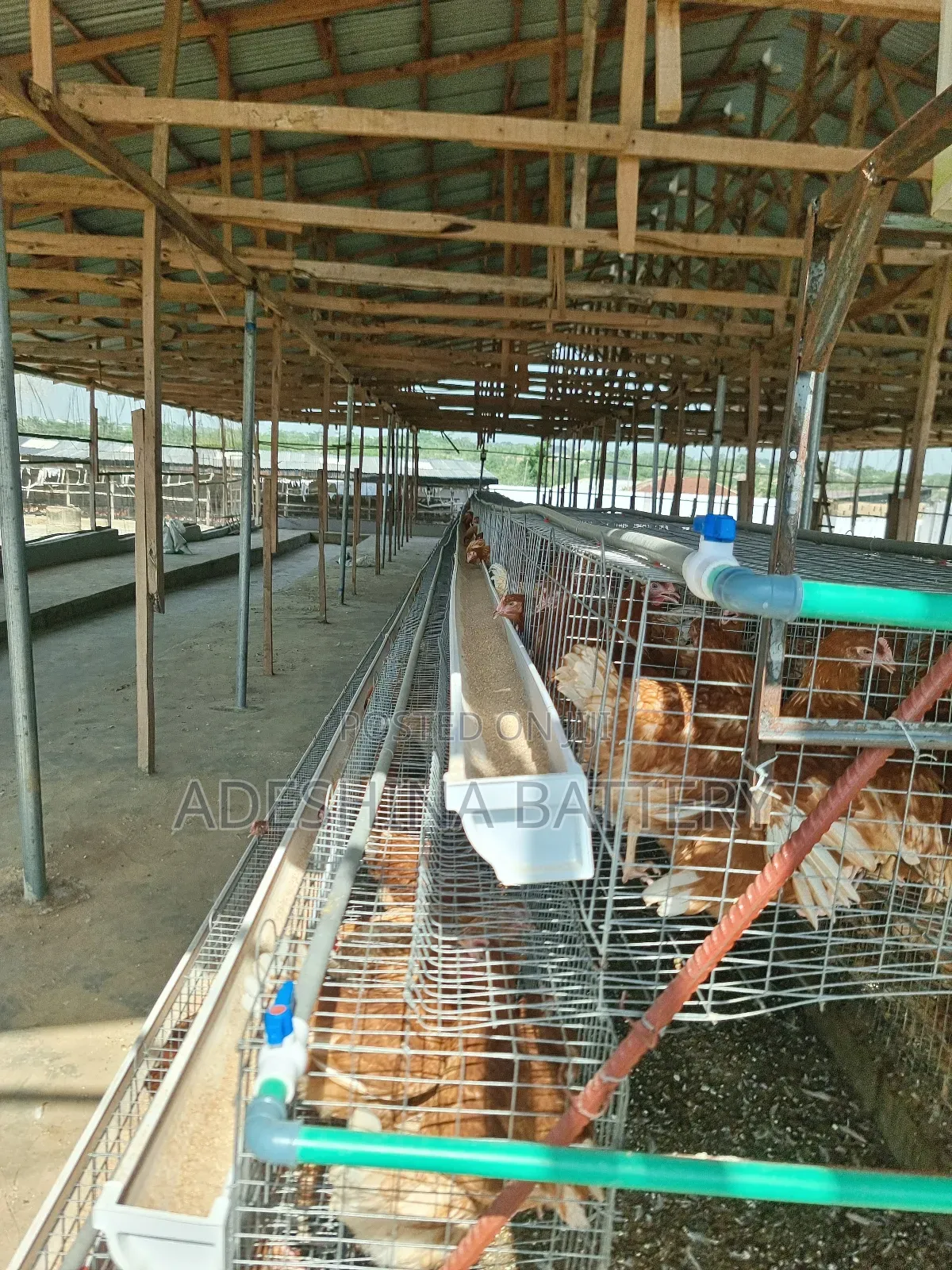 Visual Poultry Cages