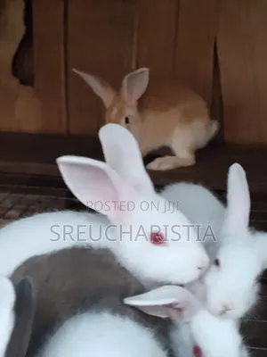 Big Healthy Rabbits Available – Anambra (Affordable Prices)
