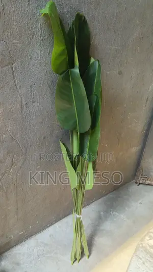 Banana Plant Available as Seen