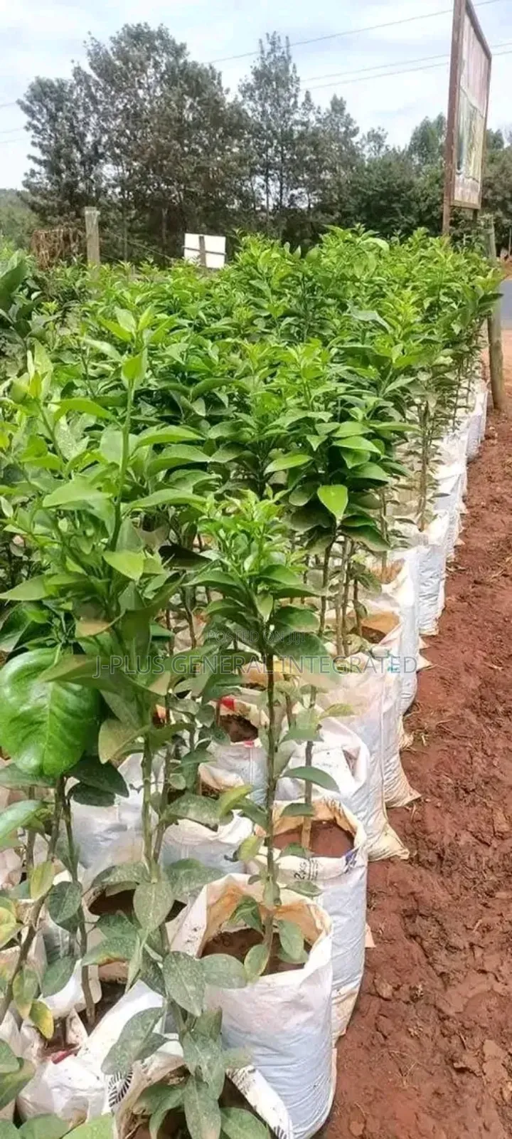 Dwarf Hybrid Seedlings