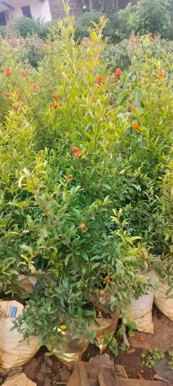 Dwarf Hybrid Seedlings