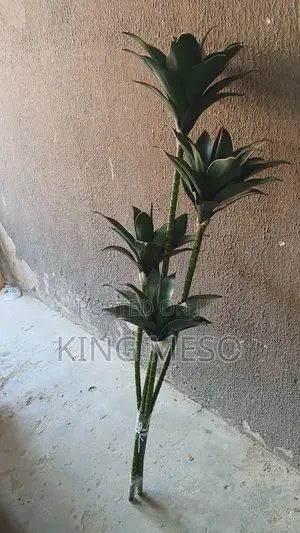 4 Four Set Plant Available as Seen