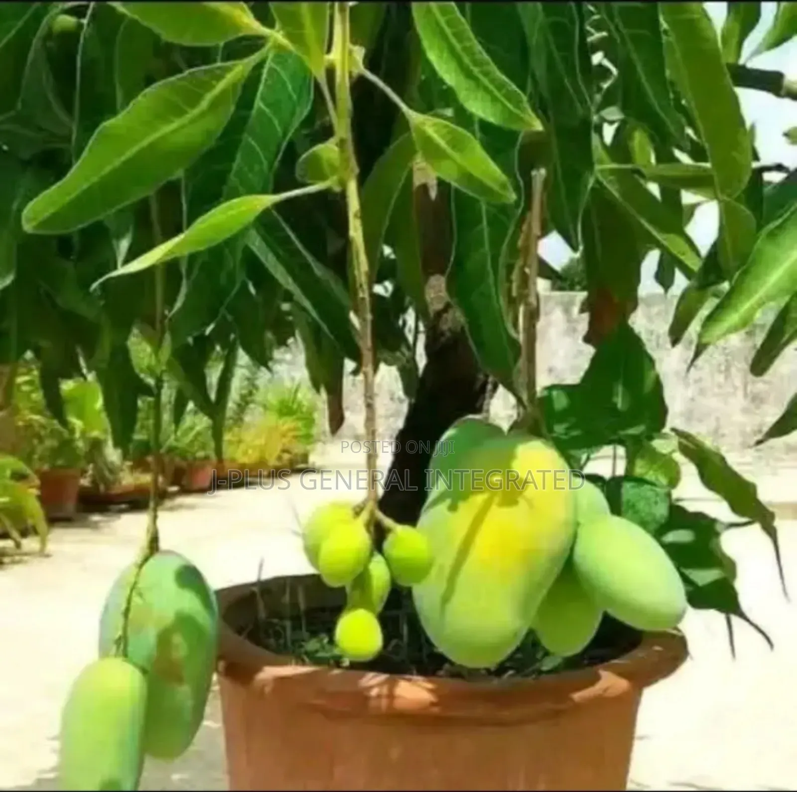 Dwarf Hybrid Seedlings