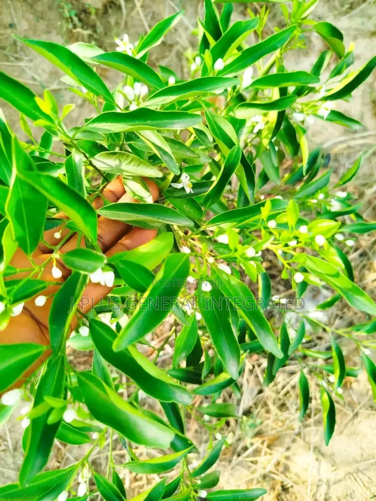 Dwarf Hybrid Seedlings