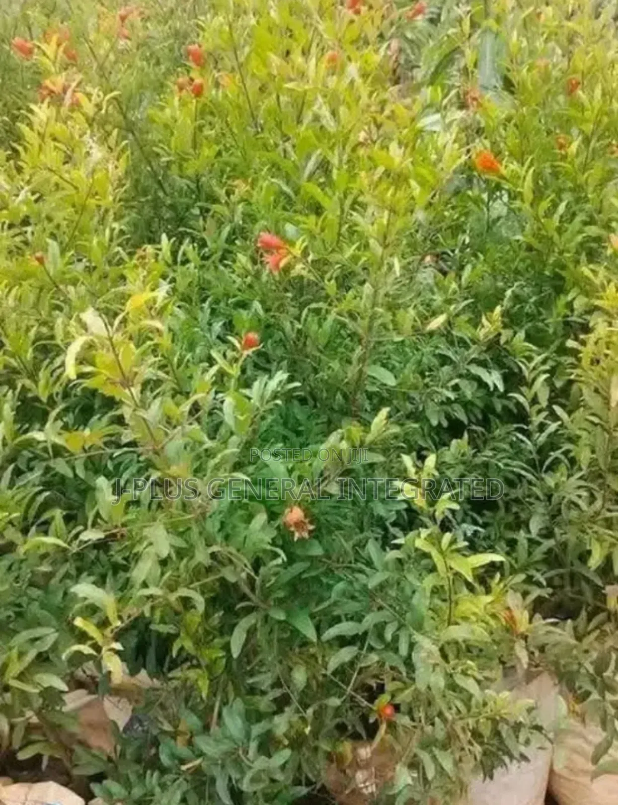 Dwarf Hybrid Seedlings