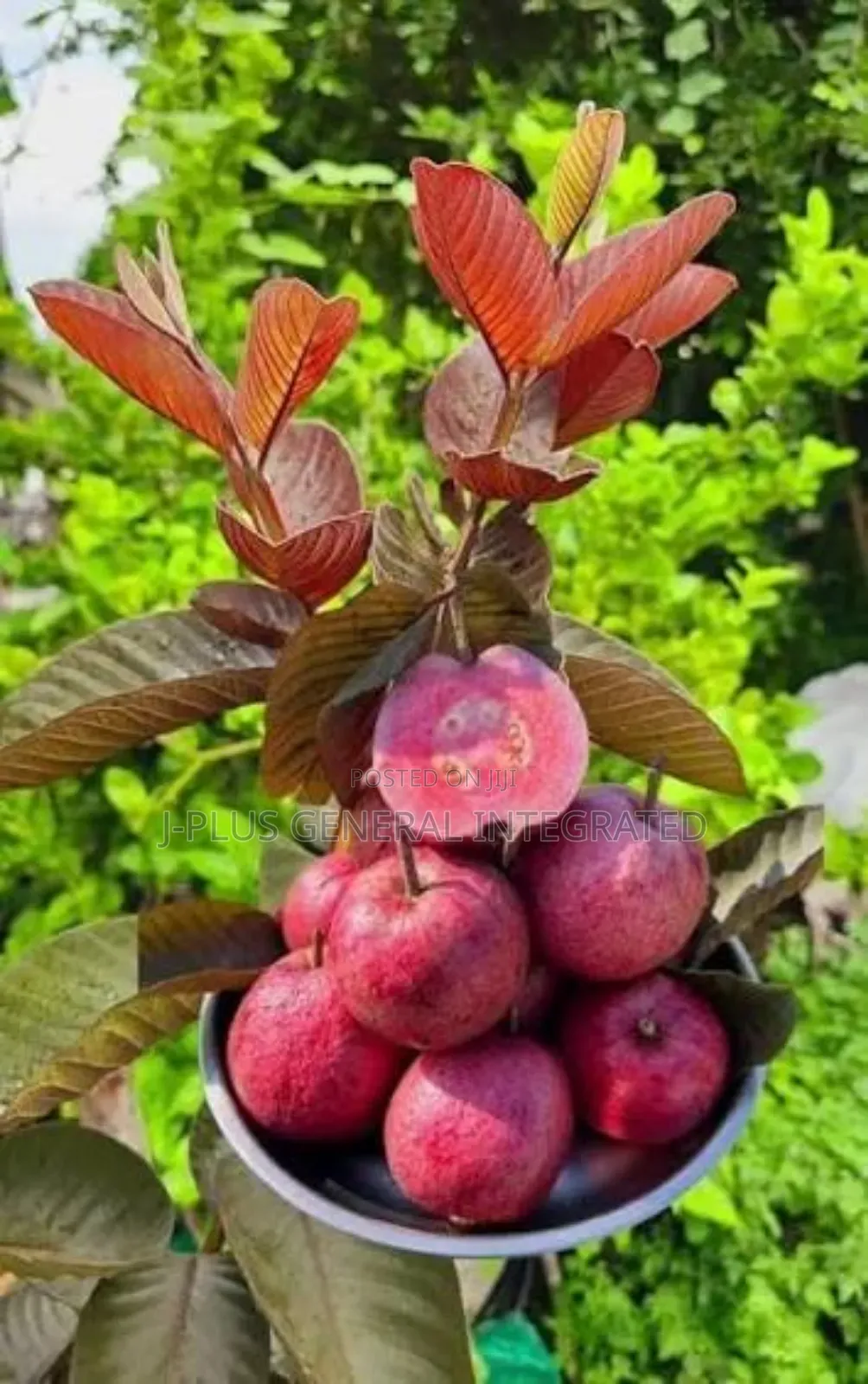Dwarf Hybrid Seedlings