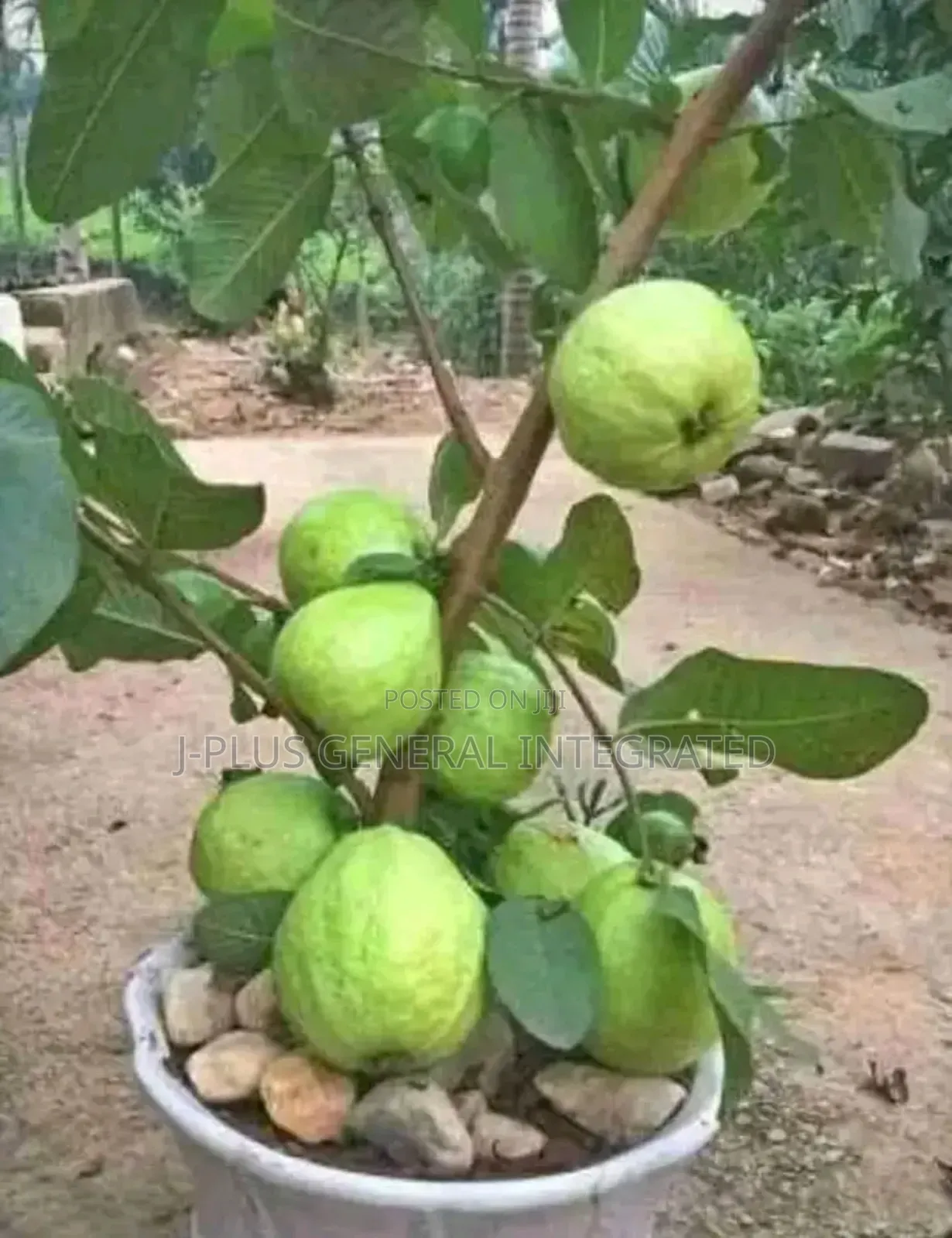Dwarf Hybrid Seedlings