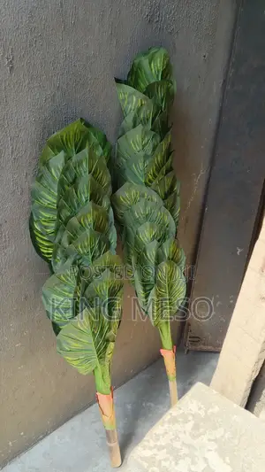 Palm Available as Seen