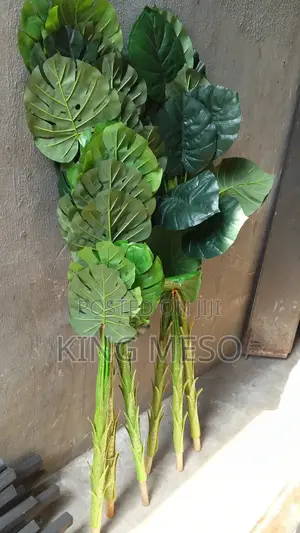 Plant Available as Seen