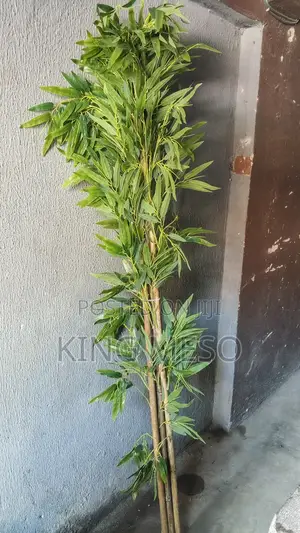 Bamboo Plant Available as Seen