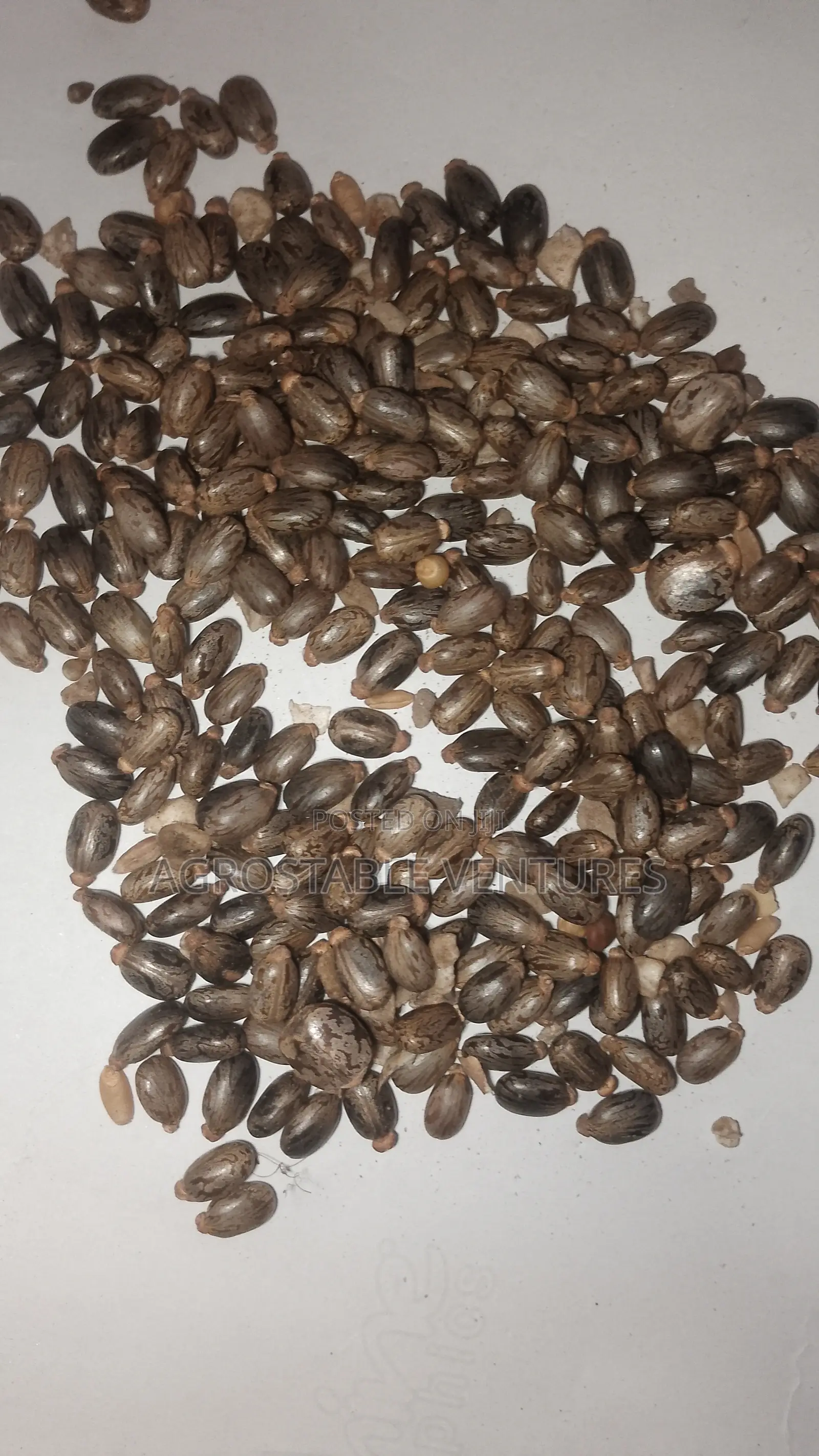 Black Castor Seed