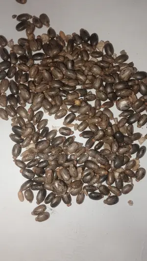 Black Castor Seed