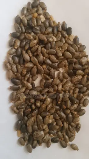 Black Castor Seed