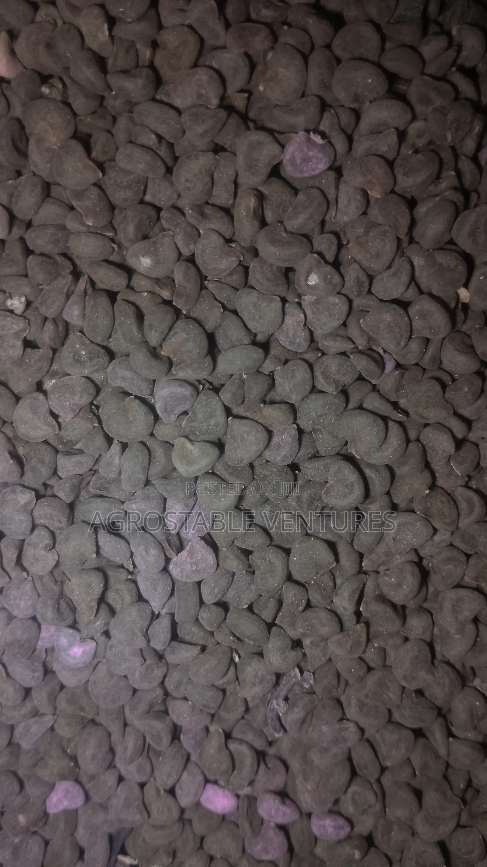 Zobo Seed 1kg Pack