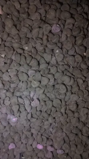 Zobo Seed 1kg Pack