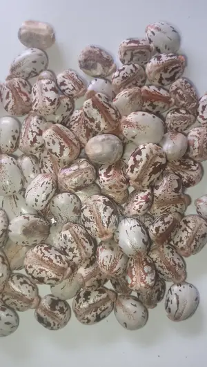 Brazilian White Castor Seed