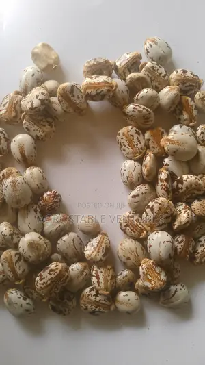 Brazilian White Castor Seed