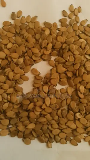 Water Melon Seed 500grams