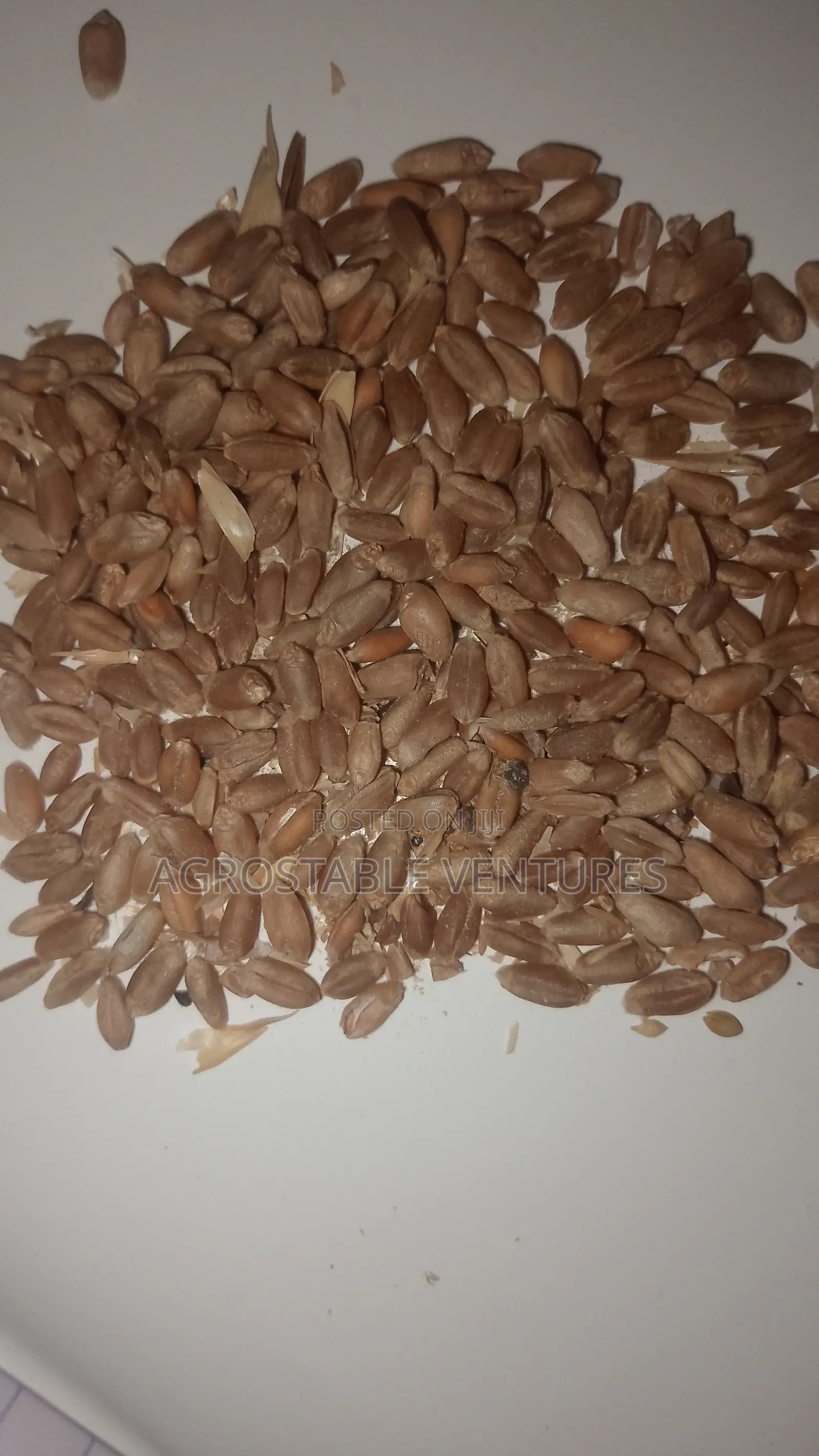 Wheat 1 Kg Pack