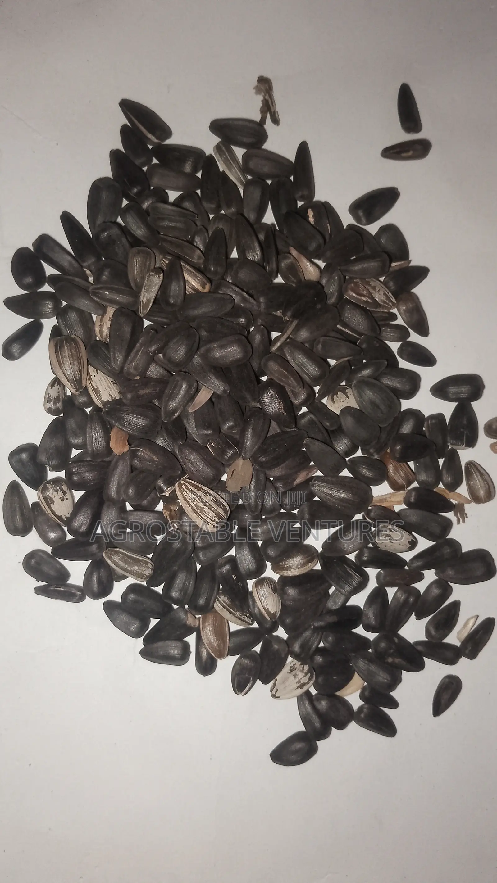 Sun Flower Seeds